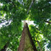 Indonesias forest guardians