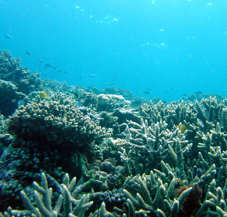 Coral reef. Photo taken by Dr. Mia Hoogenboom.