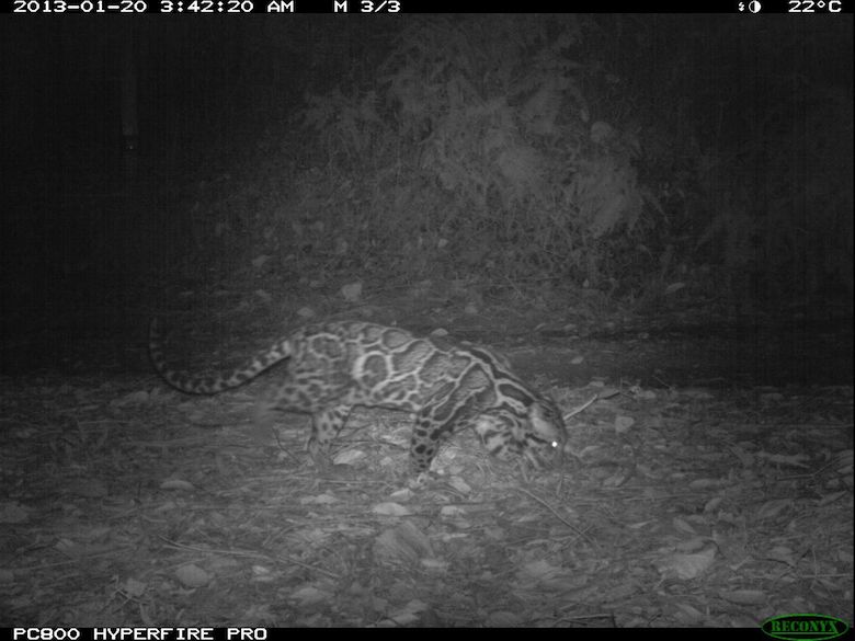 A Sunda clouded leopard, captured at night by camera trap. Photo credit: WWF-KemenLHK.