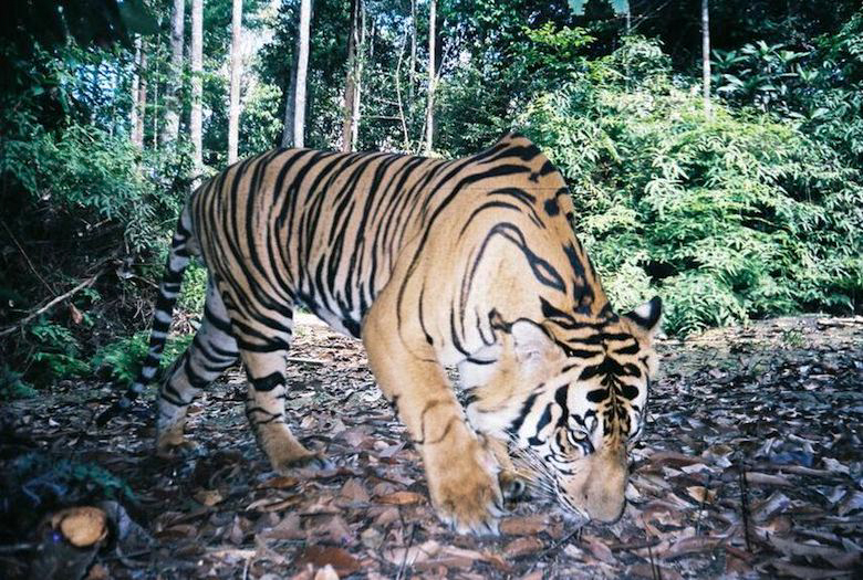 An adult male Sumatran tiger captured by camera trap. Photo credit: WWF_PHKA_VATech.