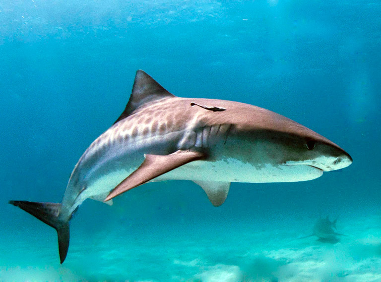 Tiger shark. Photo courtesy of Albert Kok via Wikimedia Commons.