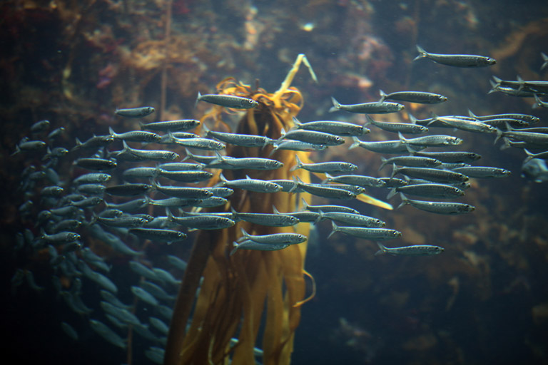 Sardines in a kelp forest. Photo by Rhett Butler.