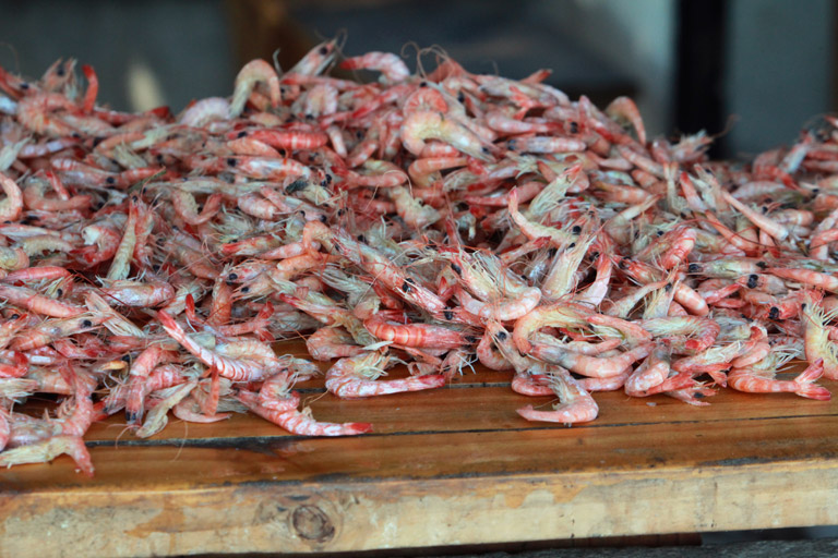 A pile of shrimp. Photo by Rhett Butler.