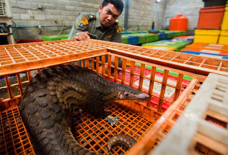 A live pangolin stares out from the poultry cage it had been locked in by illegal wildlife traffickers, while an Indonesian law enforcement agent looks on. Photo by Paul Hilton/Wildlife Conservation Society.