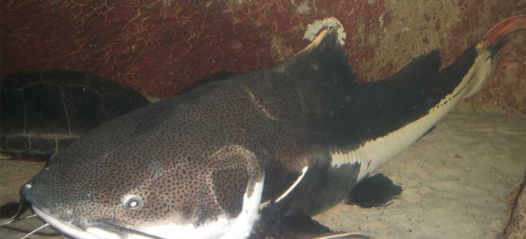 One of several species of giant Amazon catfish, important to regional fisheries that could be negatively impacted by new Amazon river system dams. Photo by Stevenj licensed under the terms of the GNU Free Documentation License, Version 1.2 