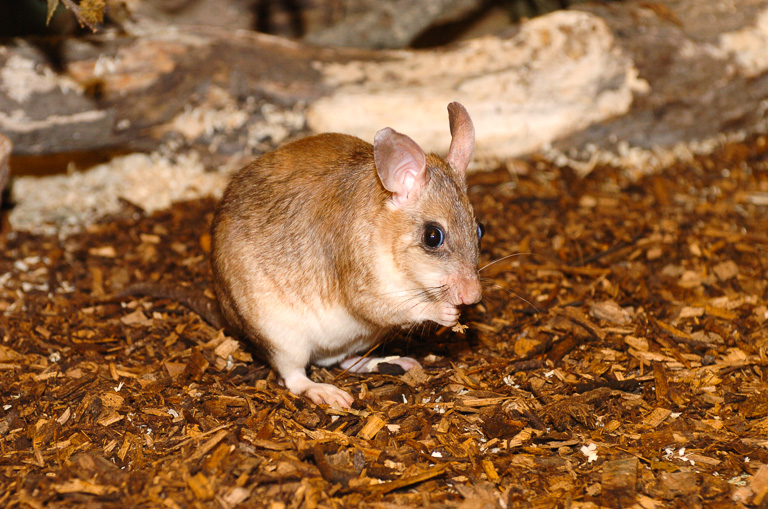 A Malagasy giant jumping rat. The species is found at a single site in Madagascar. Photo courtesy of Durrell Wildlife Conservation Trust.