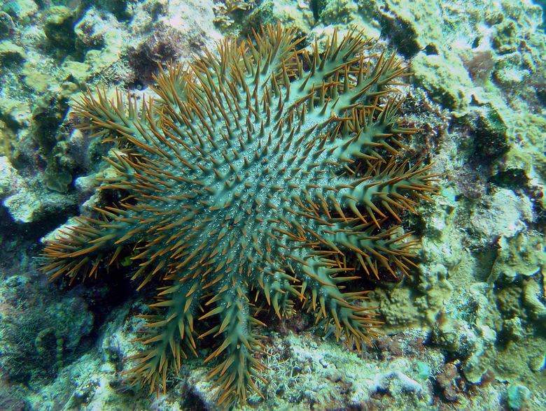 Crown of thorns starfish (Acanthaster planci), photographed in Guam. Photo by David Burdick/NOAA.