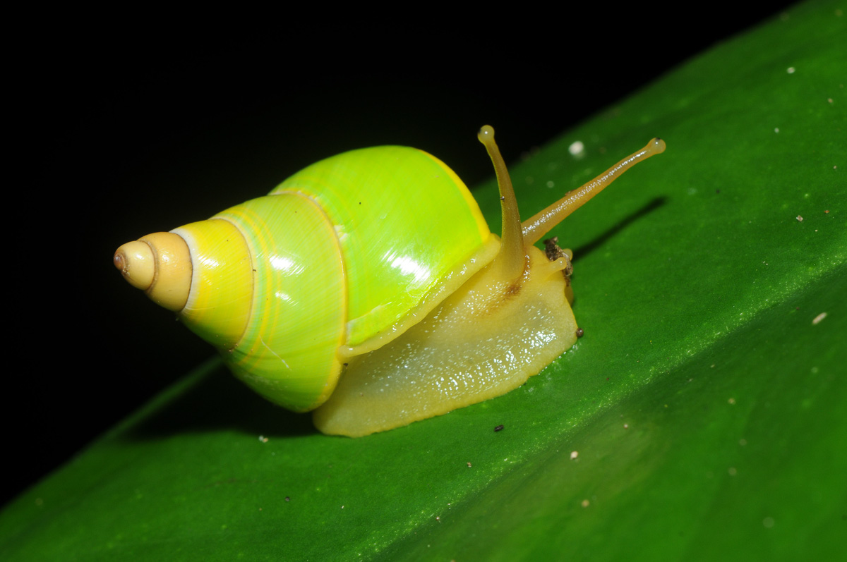 Manus green tree snail, the subject of a recent crowdsourcing study. Photo by Stephen J. Richards.