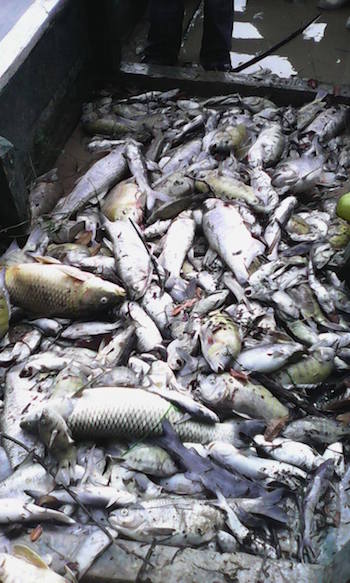 An estimated 100 miles of the La Pasión River were affected by the mass fish die-off, out of its total 200 miles. Photo courtesy of El Informante Petenero.
