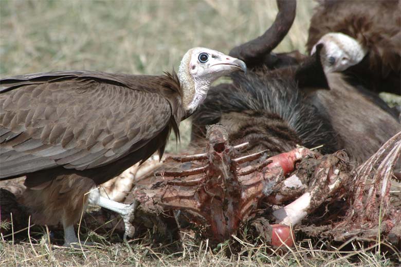 Hooded vultures feeding. Photo by Munir Virani courtesy of The Peregrine Funed