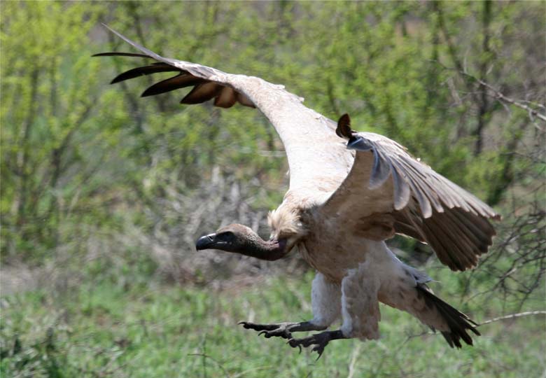 A White backed vulture comes in for a landing. Photo by Nick Dean courtesy of The Peregrine Fund