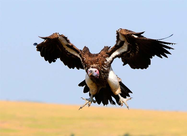 Lappet-faced vulture making a landing. Photo by Munir Virani courtesy of The Peregrine Fund.