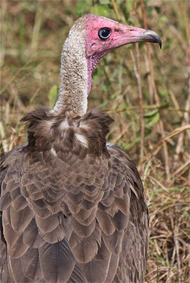 A hooded vulture. Photo by Craig R. Sholley courtesy of the African Wildlife Federation
