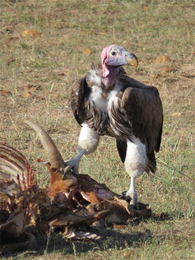 A lappet-faced vulture. Photo by Patricia D. courtesy of the African Wildlife Federation