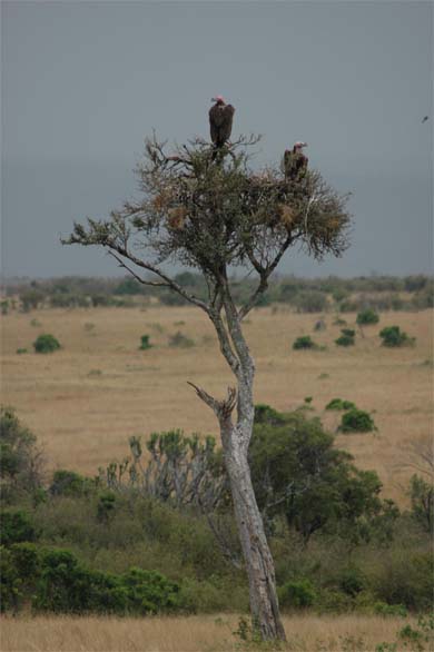 Lappet-faced vultures watch from above. Photo by Munir Virani courtesy of The Peregrine Fund