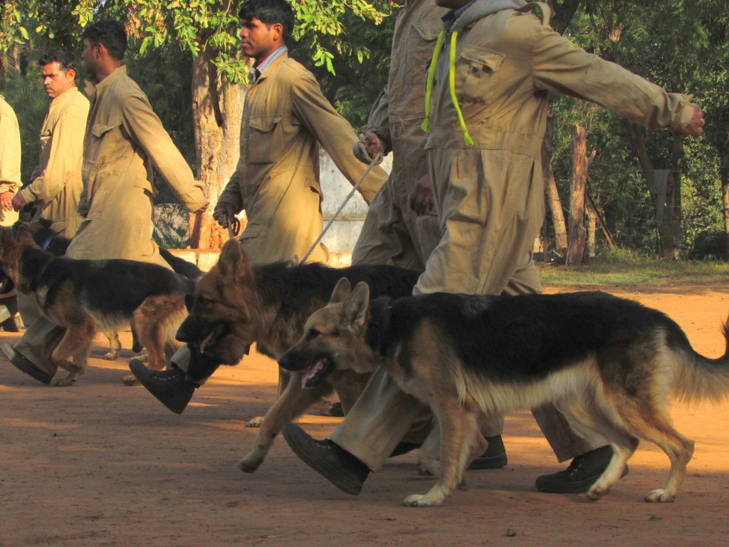 Sniffer dogs during training. TRAFFIC India has trained 25 sniffer dogs and their handlers since 2008, including a new batch of 14 dogs that graduated in June. Photo by Shaleen Attre/TRAFFIC.