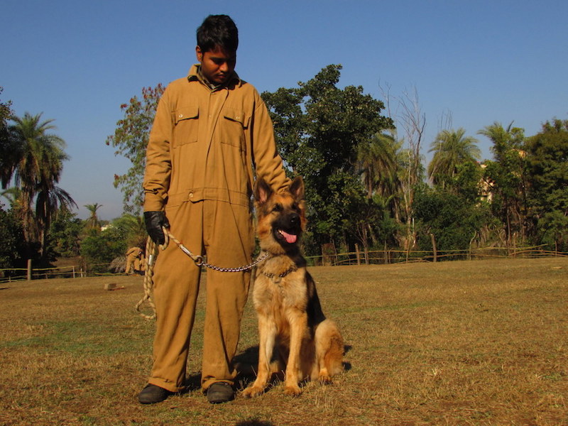 Sniffer dog Rana with his handler Prakash during training. The pair is now stationed at Bandipur Tiger Reserve in Karantaka. Photo by Shaleen Attre/TRAFFIC.