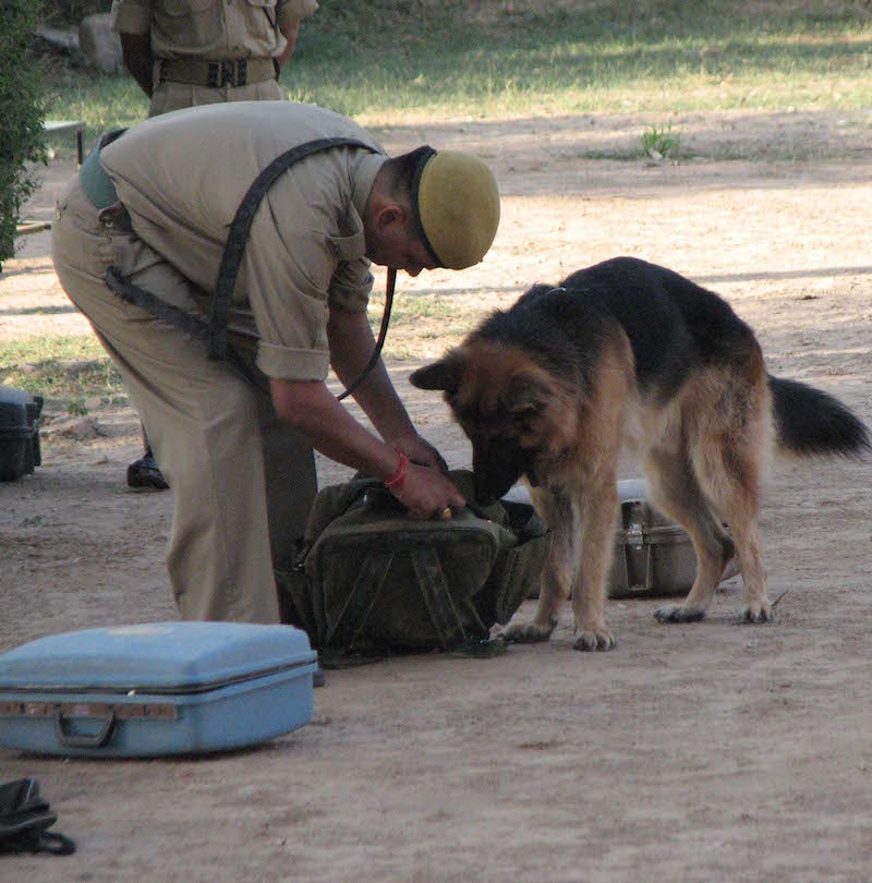 A sniffer dog during training at the 23rd Battalion of Special Armed Reserve Forces' Dog Training Centre in Bhopal, India. During nine months of training, dog teams learn to detect tiger and leopard skins and bones and bear bile. Once deployed in the field the dogs detect other wildlife contraband as well. Photo courtesy of TRAFFIC India.