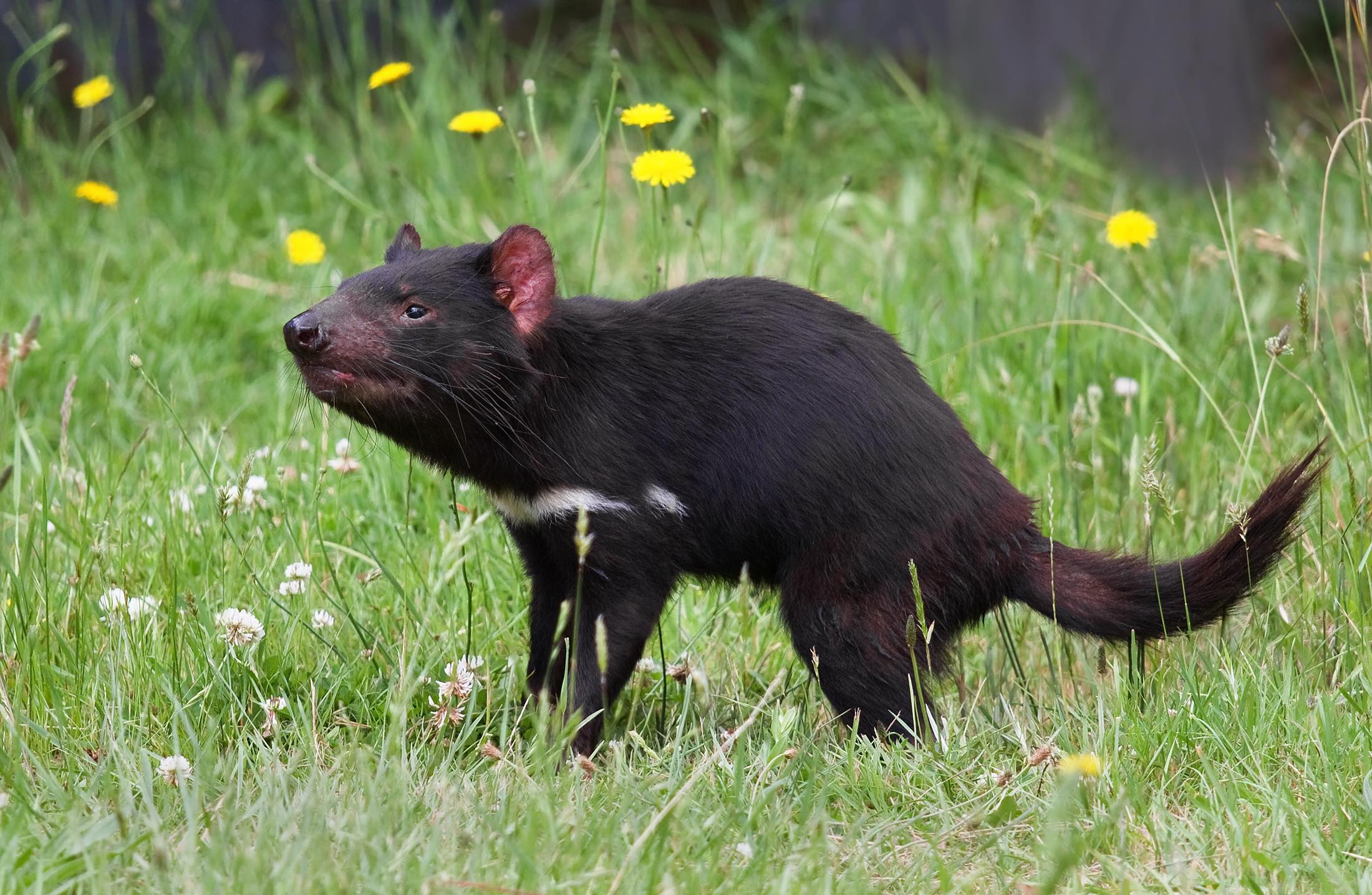 Tasmanian devils are rapidly evolving resistance to deadly cancer