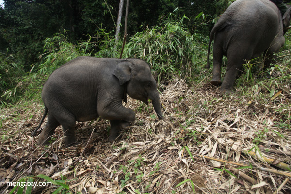 Sumatran elephants in Bukit Barisan Selatan National Park. Photo by Rhett Butler.