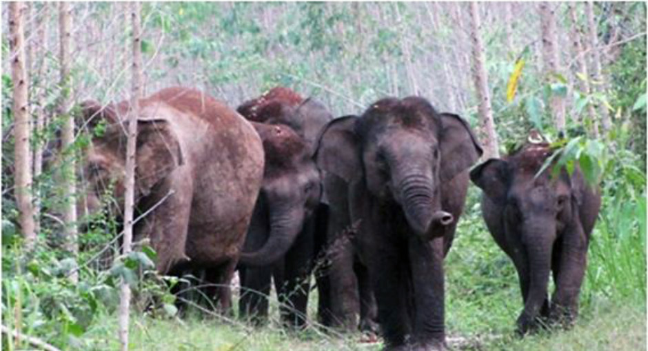 A group of Sumatran elephants searches for food in a pulpwood concession in the RiauJambi survey area of Bukit Tigapuluh. Photo by Frankfurt Zoological Society / Alexander Moßbrucker & Albert Tetanus.