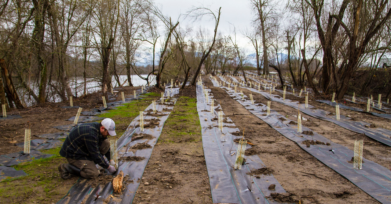 Planting trees along the Rogue River in Oregon to shade and cool water warmed by discharges from a wastewater treatment plant. Photo courtesy of the Freshwater Trust.