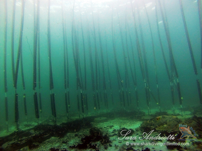 The Sharksafe Barrier resembles a forest of kelp, which sharks avoid even when pursuing prey. The barrier's flexible columns contain magnets, which also appear to deter sharks. Photo by Sara Andreotti/ Shark Diving Unlimited. 