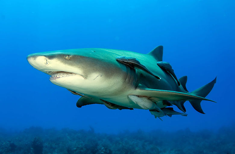 A lemon shark in the Bahamas. The species occasionally attacks humans. Photo by Albert kok/Wikimedia commons. 