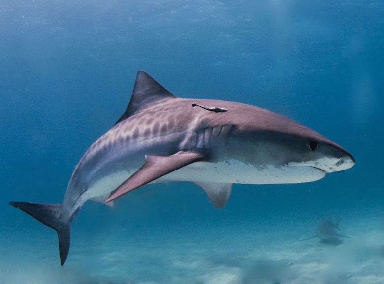 A tiger shark in the Bahamas, one of the three species responsible for most unprovoked attacks on humans. Photo by Albert kok/Wikimedia commons.