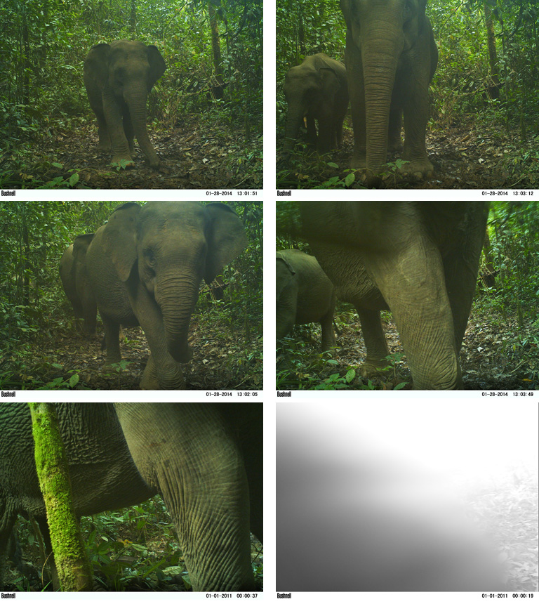 A family of critically endangered elephants (Elephas maximus sumatrensis) in Gunung Leuser National Park are caught destroying a camera trap. Since cameras are mounted with chains, the elephants uprooted the entire tree and stomped it 1 foot into the mud. It's unclear exactly what the elephants hate about the cameras but it is a common issue wherever they are found.