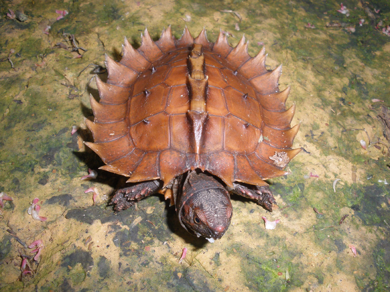 Endangered spiny turtles (Heosemys spinosa) that are hunted for the Asian food market and the international pet trade, seen here in Bukit Barisan Selatan National Park. Photo by Matthew Luskin / NGS.