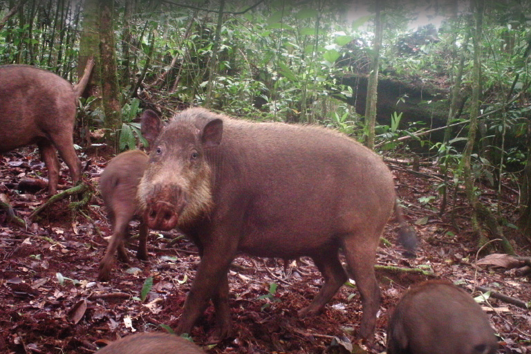 A group of elusive nomadic bearded pigs (Sus barbatus oi) in Kerinci Seblat National Park. Little is known about where these animals go , but their range has has drastically shrunk in Sumatra due to habitat loss. Photo by Matthew Luskin / NGS.