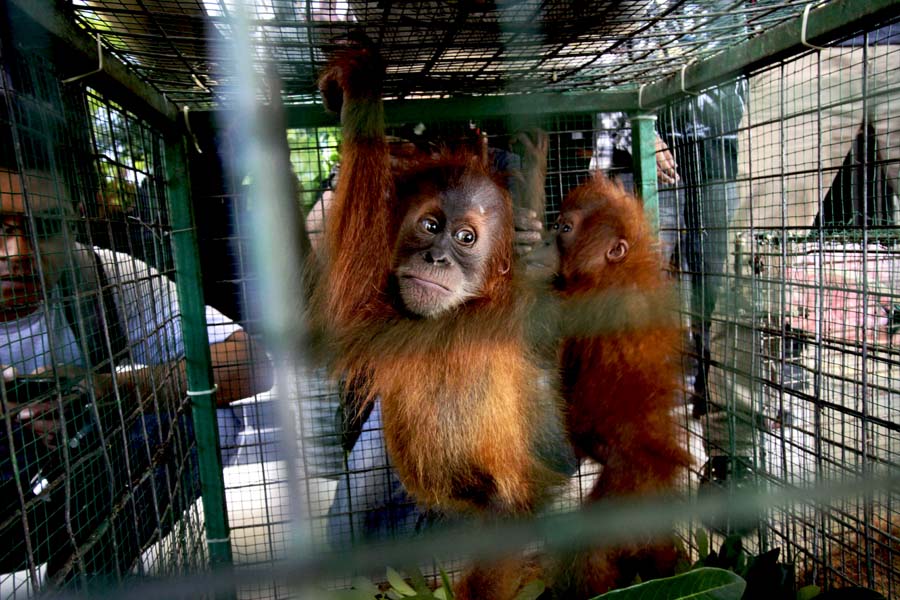 These baby orangutans were confiscated from a trafficker in Indonesia's Aceh province in 2015. Photo by Junaidi Hanafiah