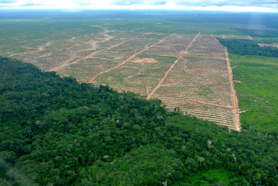 Ucayali Plantation in Peru. Photo courtesy of the Forest Peoples Programme.