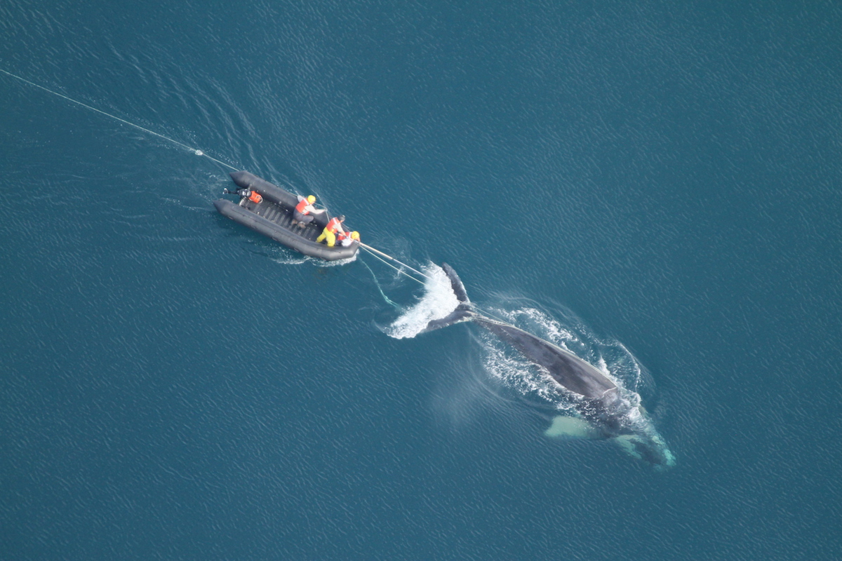 A team attempts to free an entangled North Atlantic right whale, an endangered species. Photo courtesy of NOAA / FWC (NOAA permit #14588). 