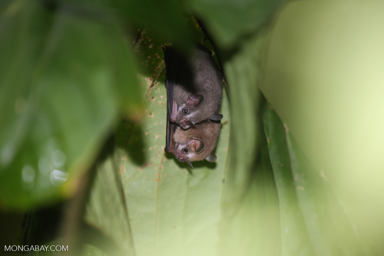 Tent-making bats in La Selva, Heredia Province Costa Rica. While tent-making bats mainly eat fruit, it may supplement its diet with insects, flower parts, pollen, and nectar. Photo by Rhett Butler.