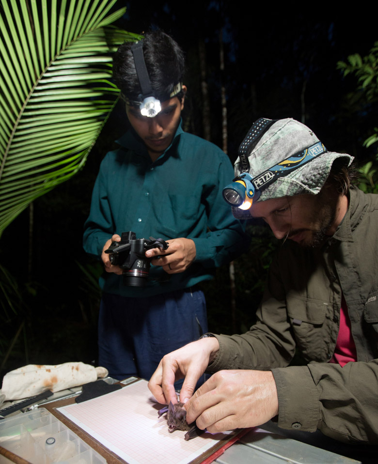 Researchers handling a bat to photographing the wing to measure aspect ratio and relative wing loading (two components of the wing morphology trait). Photo by Madalena Boto.