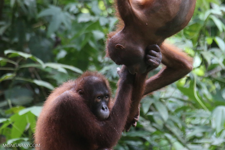 A pair of orphaned orangutans in Sabah, Malaysia. Photo by Rhett A. Butler