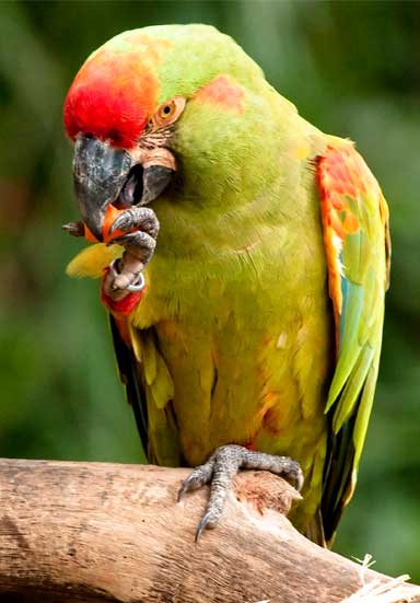 There are fewer than 1,000 Red-fronted Macaw’s remaining globally. The species is endemic to Bolivia and appears in pet trading markets, fetching high prices. Photo by Peter Tan/ Flickr Creative Commons Share alike 2.0 