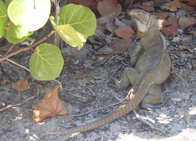 Large male Turks & Caicos Rock Iguanas such as this one are still found on some islands with invasive mammal populations — this male on Pine Cay belongs to a functionally extinct population, with hatchlings entirely predated by feral cats. Photo by B Naqqi Manco 