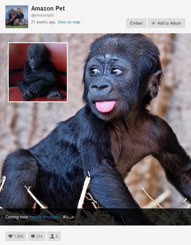 The audacious post by a Dubai pet seller that launched our probe into Instagram. Note the high number of likes. The inset shows a baby gorilla actually in the possession of a Middle Eastern Instagram member. It appears to be in bad health and its fate is unknown. Photos are screenshots from Instagram. 