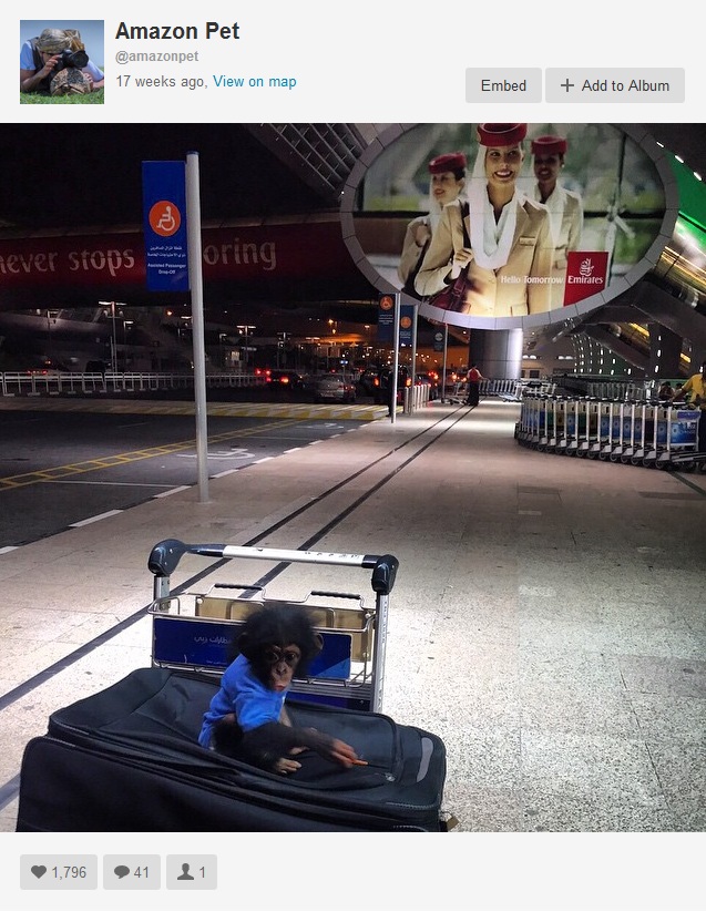 A baby chimpanzee in transit, apparently in a Middle Eastern airport, as posted by a Dubai-based pet shop. Instagram's endangered animal dealers seem to have no fear of being disciplined by the site's owner, Facebook. Photo is a screenshot from Instagram.
