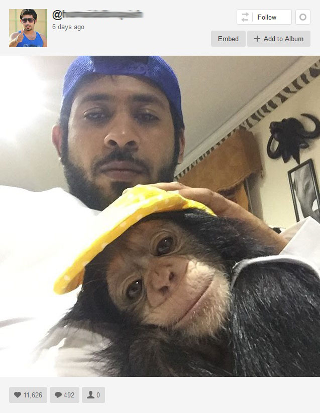 This Dubai animal collector has a lion-filled mansion and a whopping 850,000 Instagram fans. Here he poses with Dubai's most expensive house pet, a young chimpanzee. The account name has been blurred because it appears to be the owner's real name. Photo is a screenshot from Instagram.