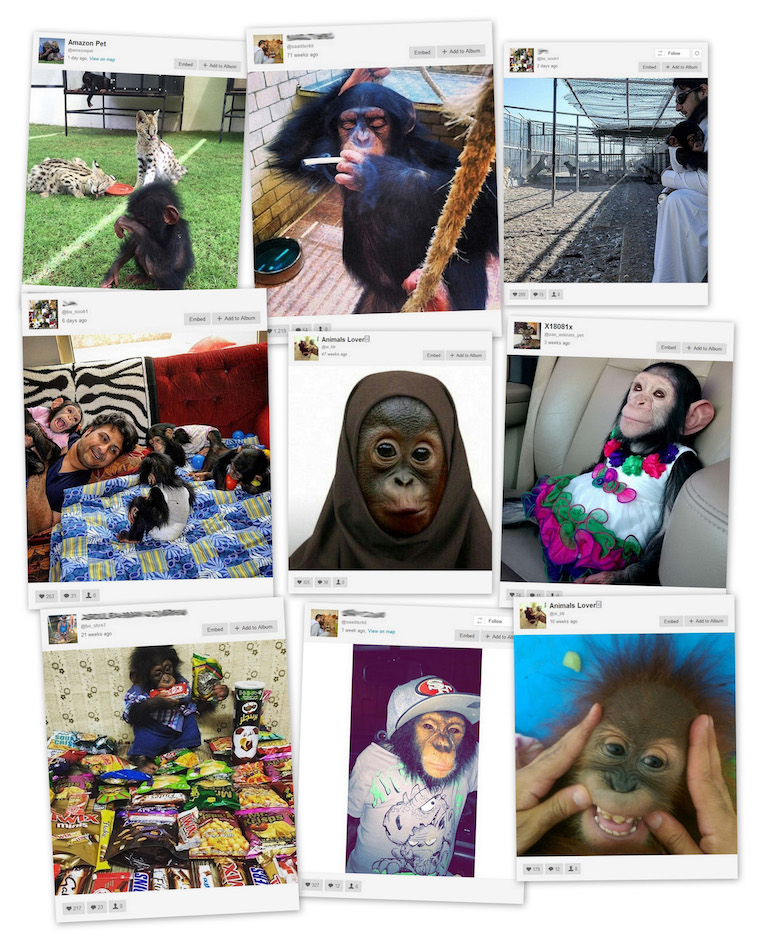 Instagram is littered with images of apes in unnatural and sometimes abusive poses. It is unlikely that any of the apes were acquired legally. Account names that appear to be the owner's real name have been blurred. Photos are screenshots from Instagram. 