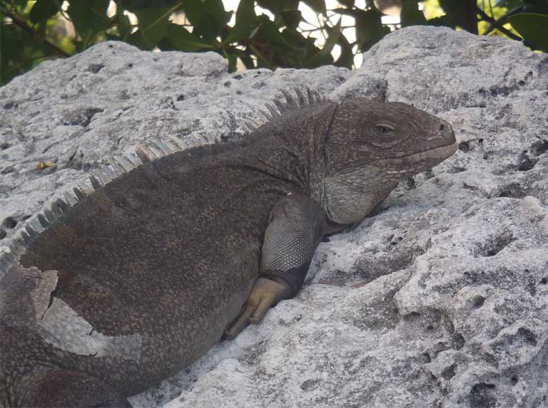 A mature male Turks & Caicos Rock Iguana greets arriving guests at the Pine Cay dock, where he lounges on a seaside rock in late afternoon. Photo by B Naqqi Manco 