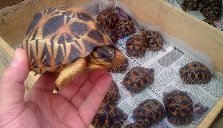 A particularly beautiful juvenile A. radiata. Trafficked tortoises that are confiscated are moved through a triage center and then returned to the wild. Photo courtesy of TSA