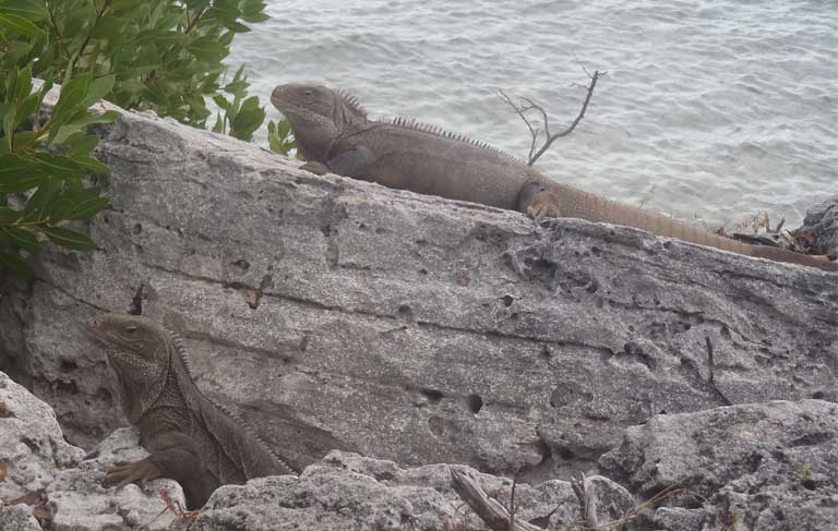 1.Female Turks & Caicos Rock Iguanas, such as the lower animal here, have a more dainty, streamlined head and narrower jowls than stocky males. Photo by B Naqqi Manco
