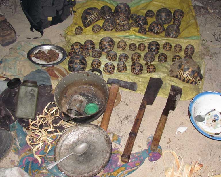 Implements of slaughter. Tools of the poaching trade found at a poaching camp discovered outside of Lavavolo. Photo courtesy of TSA