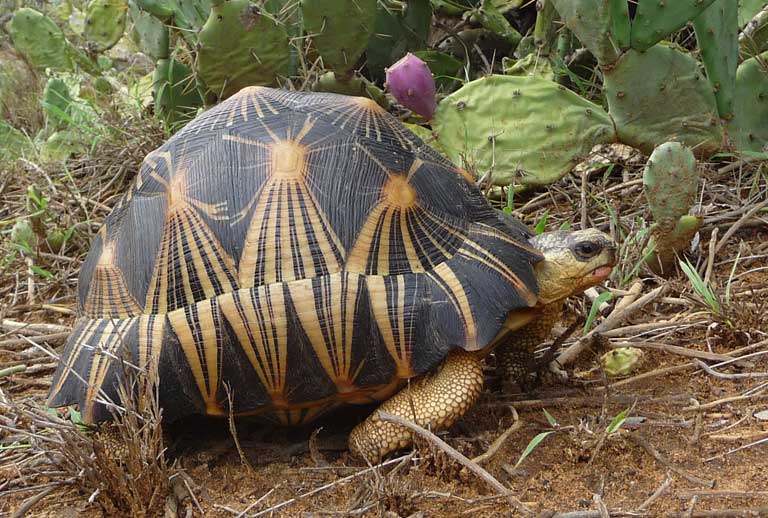With so much of Madagascar's natural spiny desert forest cleared, Radiated Tortoises now feed heavily on the introduced prickly pear cactus (Opuntia sp). Photo courtesy of the Turtle Survival Alliance (TSA)