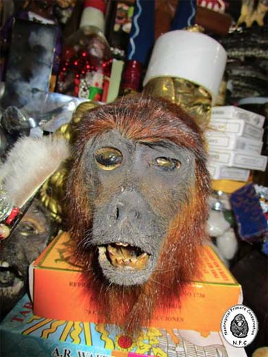 Dessicated head of a red howler monkey (Alouatta seniculus) available for purchase at La Parada market in Lima. Photo courtesy of Neotropical Primate Conservation 
